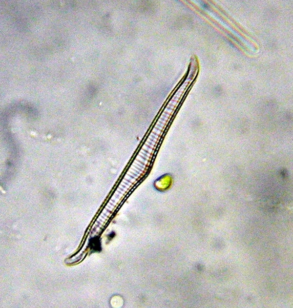 Alcune diatomee della solita fontana